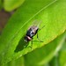 Lonchaeidae - Lance fly