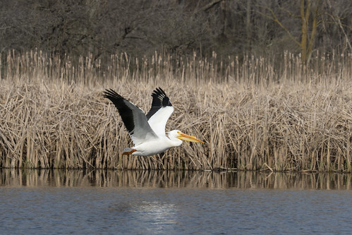 Pelican at Busse Woods