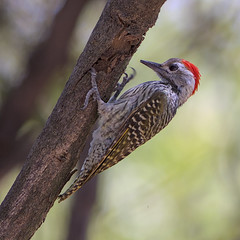 Cardinal woodpecker, Dendropicos fuscescens, at Raptors View Wildlife Estate, Hoedspruit, Limpopo, South Africa