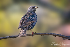 Starling in the morning light