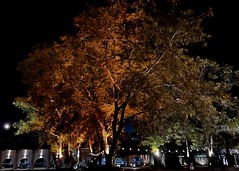 🇵🇾  Lighted tree at night
