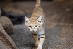 Sand cat -Nasu Animal Kingdome 2022 (Nasu, Tochigi, Japan)