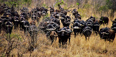 SÜDAFRIKA( South-Africa), Im Kruger-Nationalpark. Büffelherde (serie) , sie kommen - wir gehen ,   22034