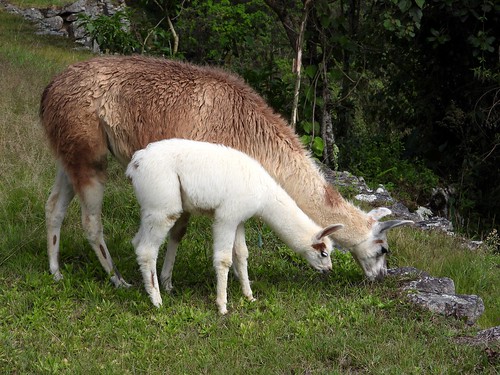 4194ex mamma llama and her cria (baby)