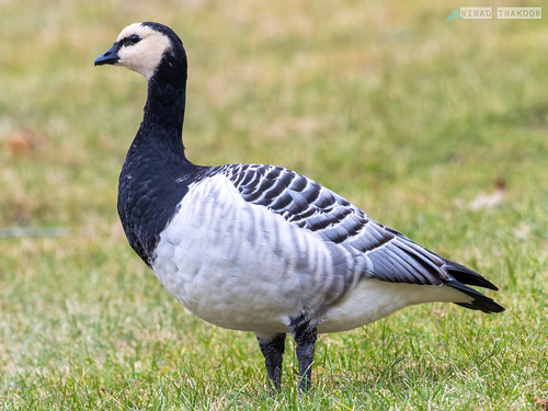 Barnacle Goose (Lifer) • <a style="font-size:0.8em;" href="http://www.flickr.com/photos/59465790@N04/52657291139/" target="_blank">View on Flickr</a>