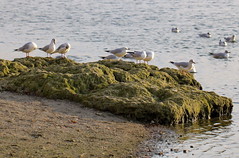 Seagulls sunbathing / Napozó sirályok