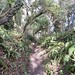 Liberty Trail descends a ferny holloway
