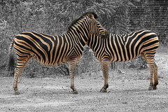 2023 (challenge No. 3 - old unpublished pics ) - Day 30 - Zebras in Senegal 2006