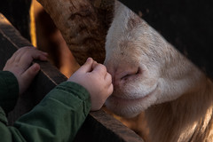 Feeding a goat