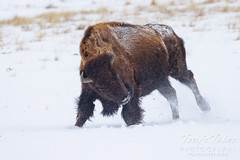 Bison cow bounds through the fresh snow