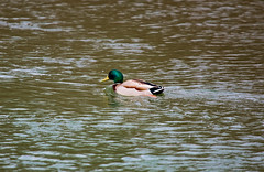 Duck in the river