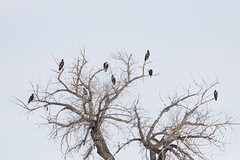 January 28, 2023 - A bevy of bald eagles in Adams County. (Tony's Takes)