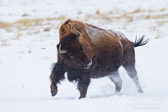January 29, 2023 - A bison cow frolics in the snow. (Tony's Takes)