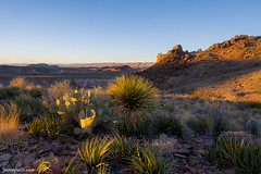 Cacti at Sunrise - Big Bend National Park