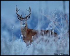 January 21, 2023 - Beautiful buck. (Bill Hutchinson)