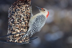 Red-bellied Woodpecker at my Bird Feeders (Ypsilanti, Michigan) - 31/2023 234/P365Year15 5347/P365all-time – (January 31, 2023)