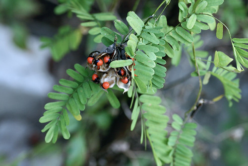 Abrus precatorius (Fabaceae)