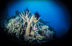 Lihou reef deep coral