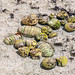 Molluscs congregate in a shallow tidal pool in Spittal Pond Nature Reserve - Bermuda