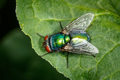 Common Green Bottle Fly (034/365)
