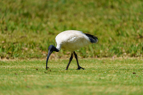 Ibis catching a worm