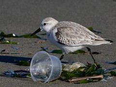 Sanderling with Beach Trash