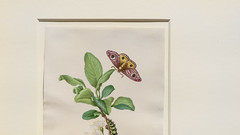 Maria Sibylla Merian, "Metamorphosis of a Small Emperor Moth on a Damson Plum