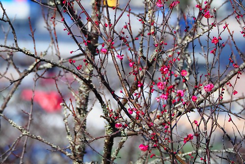 flowers of plum-grove ~