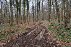 Nice forestry track...