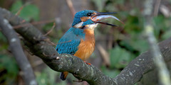 European Kingfisher (m) eating a fish (1/6) (Explore 7 feb 2023)