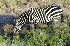 Plains Zebra Grazing (Equus quagga)