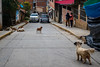 Peru 600 - Huaraz - Packs of stray dogs