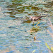 Who are you looking at? Lesser Yellowlegs feeding  - Spittal Pond Nature Reserve, Bermuda