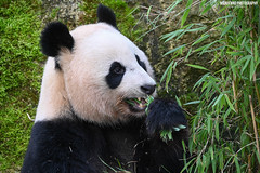 Giant panda - Ouwehands dierenpark