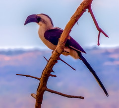 Von der Decken's Hornbill (Female), Tsavo West National Park, Kenya