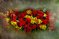 Tulip Art