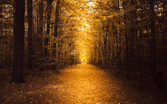 the golden path