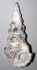 Cerithium nodulosum (giant knobbed cerith snail shell) (near Diani Beach, Kenya) 4