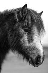 Pony Portrait [ Explore ]