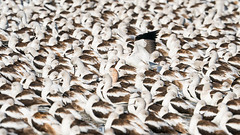 Room To Move (American Avocet)