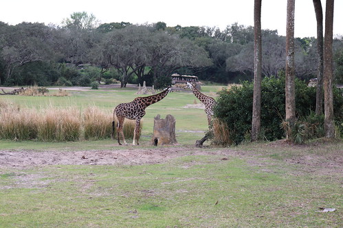 Giraffe at Disney's Animal Kingdom • <a style="font-size:0.8em;" href="http://www.flickr.com/photos/28558260@N04/52691412896/" target="_blank">View on Flickr</a>