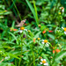 Butterfly on a flower - Spittal Pond Nature Reserve, Bermuda