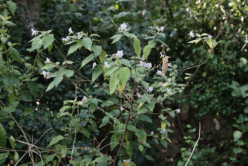 Solanum nienkui (Solanaceae)