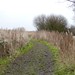 path through the reedbeds