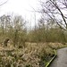path through the wet woodland