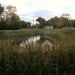 College Park stormwater pond, Greendale