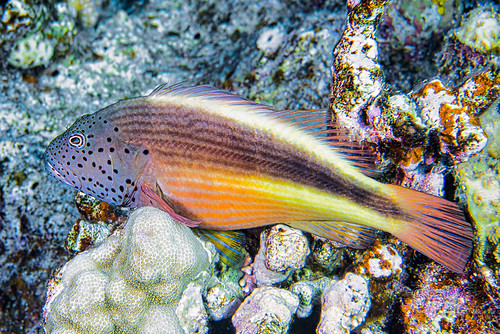 Freckled hawkfish - Paracirrhites forsteri