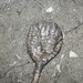 Taxocrinus colletti (fossil crinoid) (Edwardsville Formation, Lower Mississippian; Crawfordsville area, Montgomery County, Indiana, USA) 4