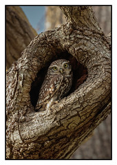 Little Owl - (Athene noctua)  2 clicks for  large