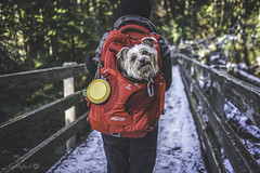 Small dogs can hike too